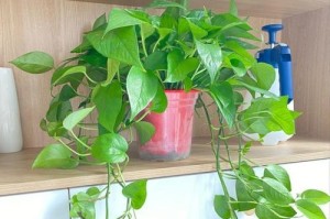 绿箩叶子往下长的奥秘（探索植物生长的神奇过程）