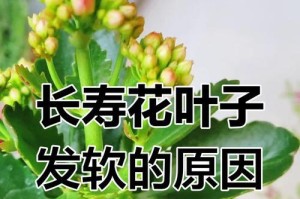 寒冬中长寿花叶子频繁脱落的原因（探究长寿花冬季叶子掉落的现象和解决方法）