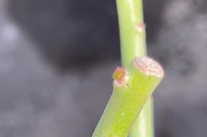 解决沙漠玫瑰叶子冻软问题的方法（保护沙漠玫瑰，恢复叶片活力）