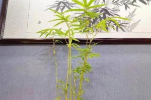 幸福竹盆栽（让幸福永驻的植物，如何在家中创造一个愉悦的绿色空间）