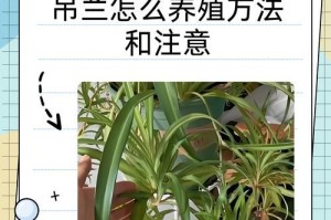 以吊兰怎么浇肥料（为你的吊兰提供正确的营养）