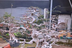 以盆景榆树桩的种养技巧（打造独特韵味，盆景榆树桩的养护与塑造）