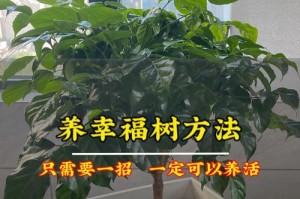 以一幸福树怎么养？（打造温馨的家居绿化空间，让幸福之树伴你一生）
