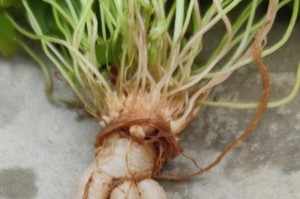 人参的保护与栽培探究（保护濒危植物资源关注生态平衡）