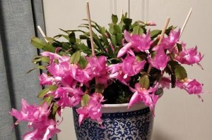 仙人指为什么不开花？（探究仙人指不开花的原因与解决方法）