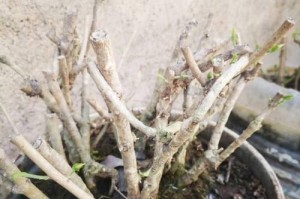 茉莉花花苞为何会变黄？（探究茉莉花花苞变黄的原因及应对方法）