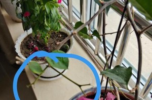 三角梅落花怎么办？（教你应对三角梅落花的方法，解决困扰！）