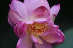 并蹄莲的花语（解读并蹄莲的神秘语言，了解花朵背后的含义）