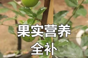 以金弹子结果后的培养之道（探索金弹子培养方式，提升个人能力）