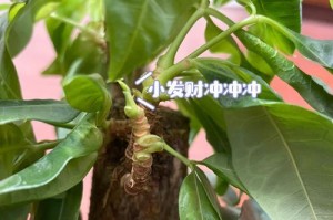 解决发财树冬天叶子发蔫下垂的问题（打造健康繁茂的发财树，让其在寒冷季节依然充满活力）