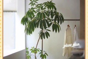 大叶伞叶子修剪的技巧与方法（打造美观庭院的秘诀，学会正确修剪大叶伞叶子）