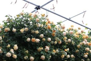 藤本植物的冬季养护指南（让你的藤本在寒冷冬天中焕发生机）