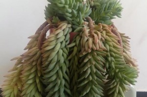 如何处理多肉叶上的白点问题（多肉叶上出现白点，了解原因并采取有效措施）
