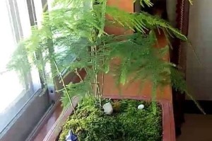 室内盆栽文竹养殖技术（如何正确养殖室内盆栽文竹）