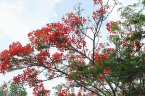 马鞍山市花——紫玉兰（马鞍山市花的由来及特点）