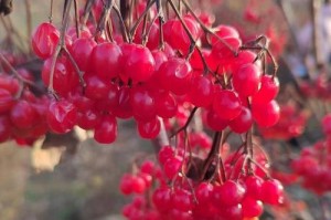 鸡树条荚蒾果实含有毒素（毒性成分、食用危害、医学意义、预防方法）