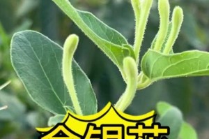 金银花——多年生草本植物的芳香秘密（探究金银花的生长特点与应用价值）