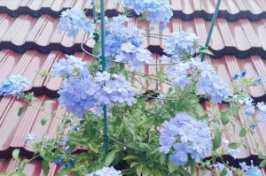 芸花叶上白点的处理方法（保护芸花叶片免受病害侵袭）