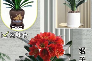 君子兰开花的培养秘籍（以君子兰怎么培养才能开花）