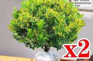 驱蚊花的养殖全攻略（了解驱蚊花的特点，学会正确养护）