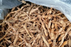 老虎刺的功效与作用（探秘老虎刺的医疗价值）