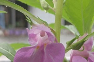 如何让凤仙花开花？（凤仙花养护指南，让你轻松打造花园盛景）