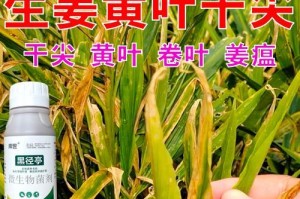 生姜黄叶病防治全攻略（生姜黄叶病用什么药效果好，为您详解）