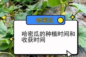 探秘哈密瓜生长环境条件及特点（哈密瓜生长条件、生长特点及优势分析）