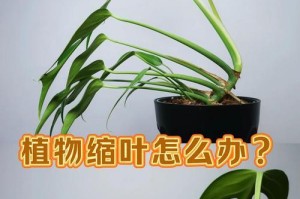 龟背竹叶茎上生虫子的防治方法（保护龟背竹健康，祛除害虫）