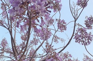 法国梧桐开花的美丽与神秘（探秘法国梧桐花开的过程及其特点）