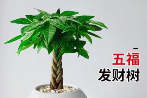 如何正确养护小盆的发财树（掌握关键技巧，打造旺盛生长的幸运植物宝宝）