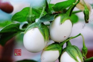 黄蛋树为何不长果？（探究黄蛋树不结果的原因与解决方法）