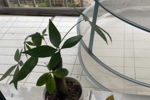 发财树树干弯曲的原因及处理方法（保持发财树健康成长，修复弯曲树干）