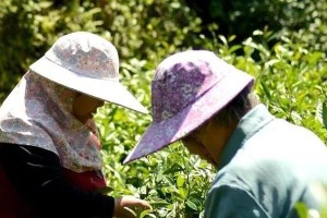 探秘红茶采摘季节（了解红茶的生长周期和采摘时间）