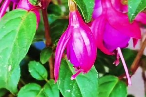 灯笼花的养护方法（打造绚丽多彩的灯笼花花园）