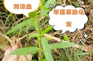 解决旱荷花叶子卷曲问题的有效方法（保持适宜的生长环境和提供细心照料）