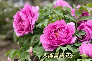 芍药移栽的最佳时间（春季适宜，秋季可行）