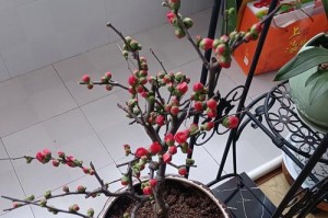 养护丽格海棠，你需知道的这些！（关于丽格海棠的毒性和室内养护技巧）