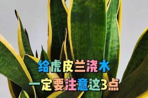 虎皮兰没浇水烂了怎么办？（如何拯救被疏忽的虎皮兰？）